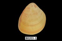 藏品(美洲大鳥尾蛤)的圖片